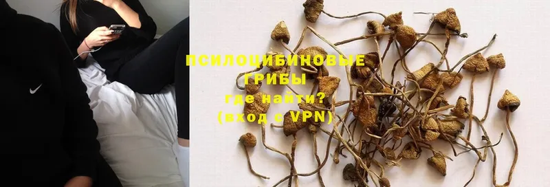 Галлюциногенные грибы Psilocybe Белорецк